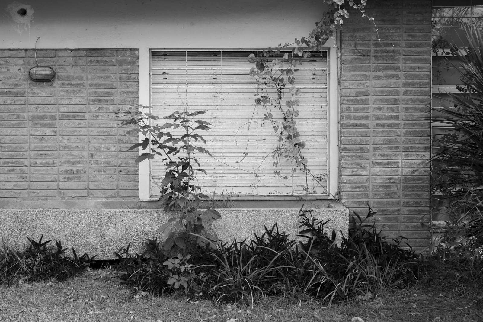 Ventana con la persiana enrollable bajada del todo en un muro de ladrillo con enredadera